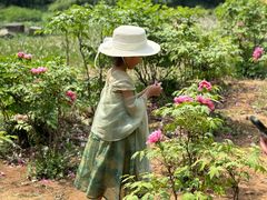 -洛阳郁金香牡丹园