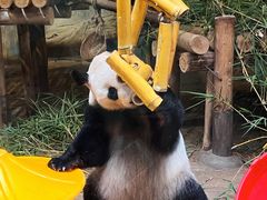 -深圳野生动物园