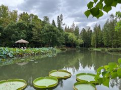 -上海滨江森林公园