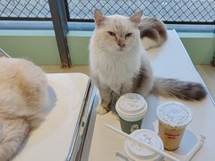 -怪兽屋·羊驼·猫咖·狗咖(俊华广场店)