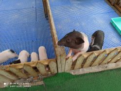 -萌宠亲子动物乐园(槐房万达店)