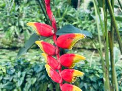 -中国科学院西双版纳热带植物园
