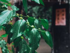 -微山湖红荷湿地景区