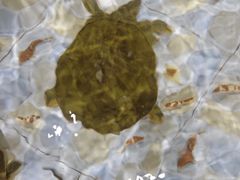 -山城家常菜铁锅炖鱼