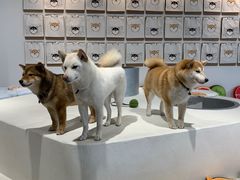 -柴务处·柴犬主题狗咖