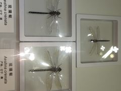 -上海昆虫博物馆