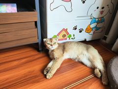 -楼上猫咖(罗湖店)