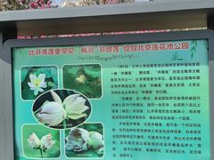 -莲花池公园