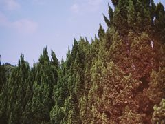 -南沙蒲洲花园