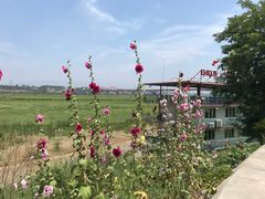 -白氏鲶鱼汤(白亮1号店)