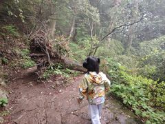-天目山大树王景区