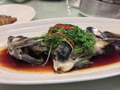 清蒸龙趸斑鱼-湖锦酒楼·旗舰店(三阳总店)