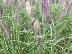 -白鹭湾湿地公园