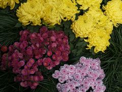 -杭州植物园