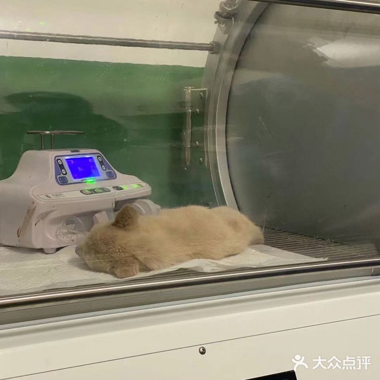 宠物盲盒幸存狗狗，等你给她一个家…