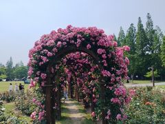 -上海滨江森林公园
