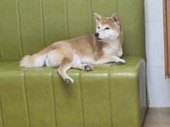 -是阿柴呀！柴犬咖啡·爱喵喵猫咖