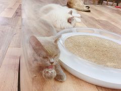 -袖虎·猫馆(体育西路店)