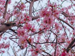 -桃花堤公园