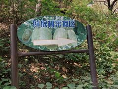 -大岭沟猕猴桃谷风景区