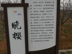 -天王浮山樱花园