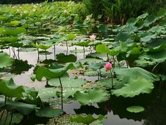 -桃花岛景观公园