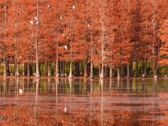 -白鹭湾湿地公园