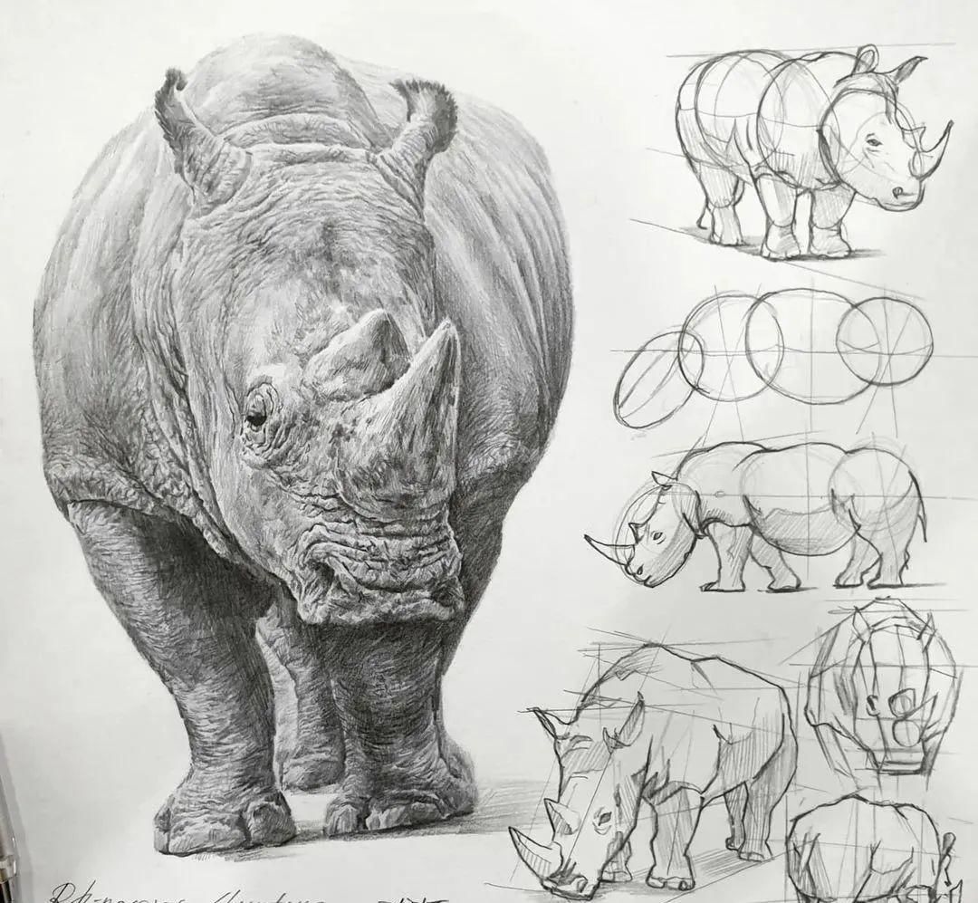 素描犀牛的画法