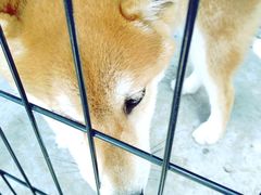 -柴犬高等学院·狗咖·柴犬售卖·宠物训练