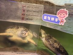 -萌宠奇缘(荣鼎店)