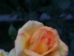 -荆川公园