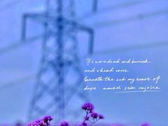 -紫颐香薰山谷景区