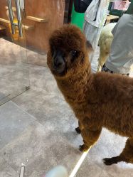 -神奇动物撸宠馆·羊驼·小浣熊·异宠(豫园店)