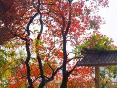 -东湖落雁景区