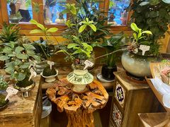 -溪岸路花鸟市场