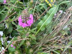 -白草畔自然风景区