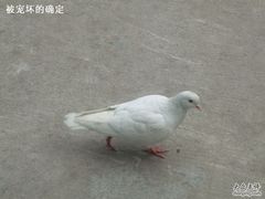 -南国桃园旅游度假区