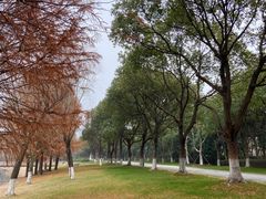 -贡湖湾湿地公园