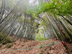 -西湖风景区十里琅珰-五云山