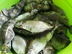 -蚝乡农庄(铁涌赤岸店)