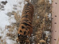 -新疆天山野生动物园