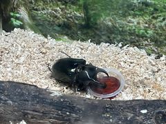 -上海大自然野生昆虫馆