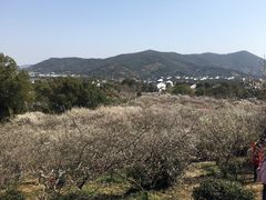 -香雪海