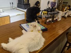 -有猫主题·治愈系猫咖(曾厝垵店)