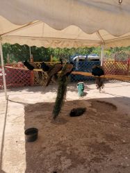 -萌宠亲子动物乐园(槐房万达店)