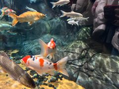 -上海海洋水族馆