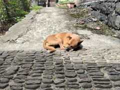 -东梓关景区村庄