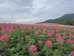 -径山花海
