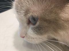 -飞行喵MR PILOT|猫舍·猫咖(静安大融城店)