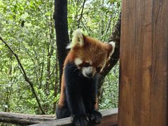 -普洱太阳河森林公园